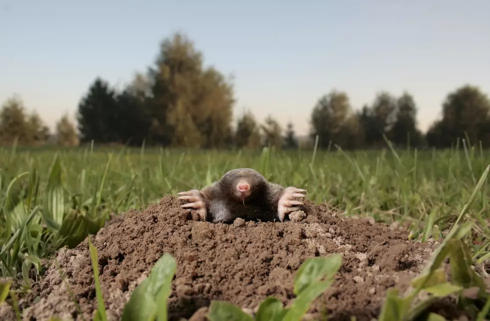 black mole in open air, molehill.