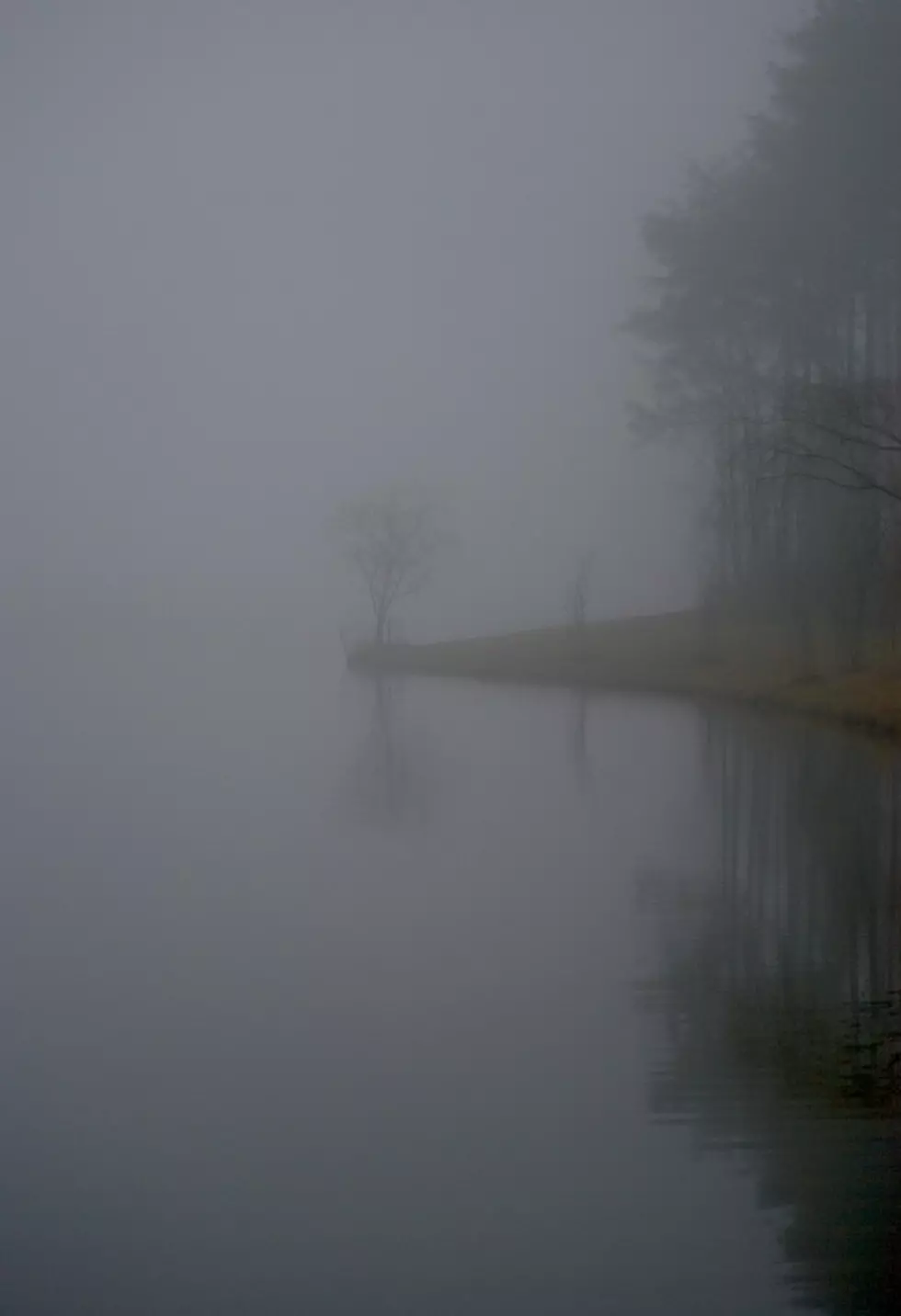 Early morning, fogged shrouded tree by a lake