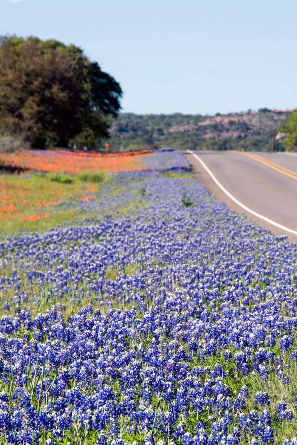 Back country Texas road lined with wildflowers on a spring day.