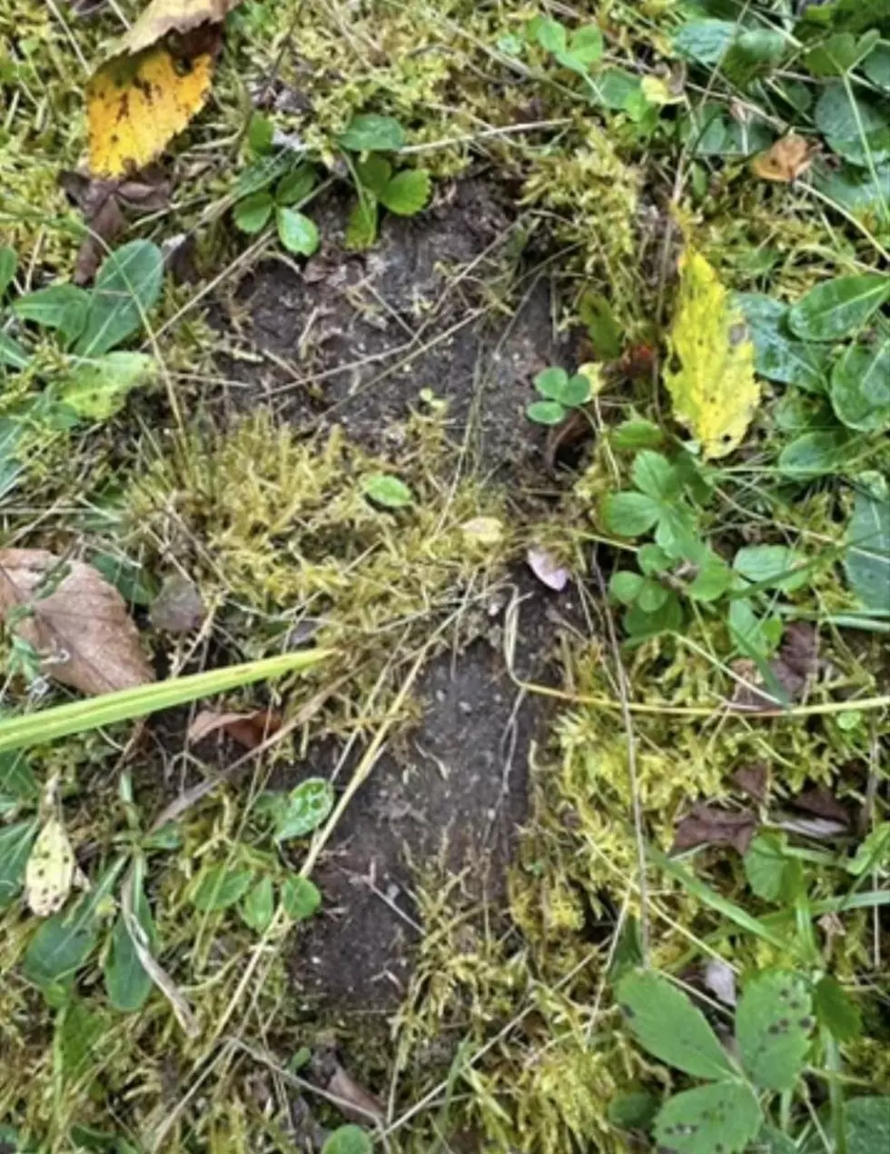 Bigfoot Foot, Lee’Ann Delcourt