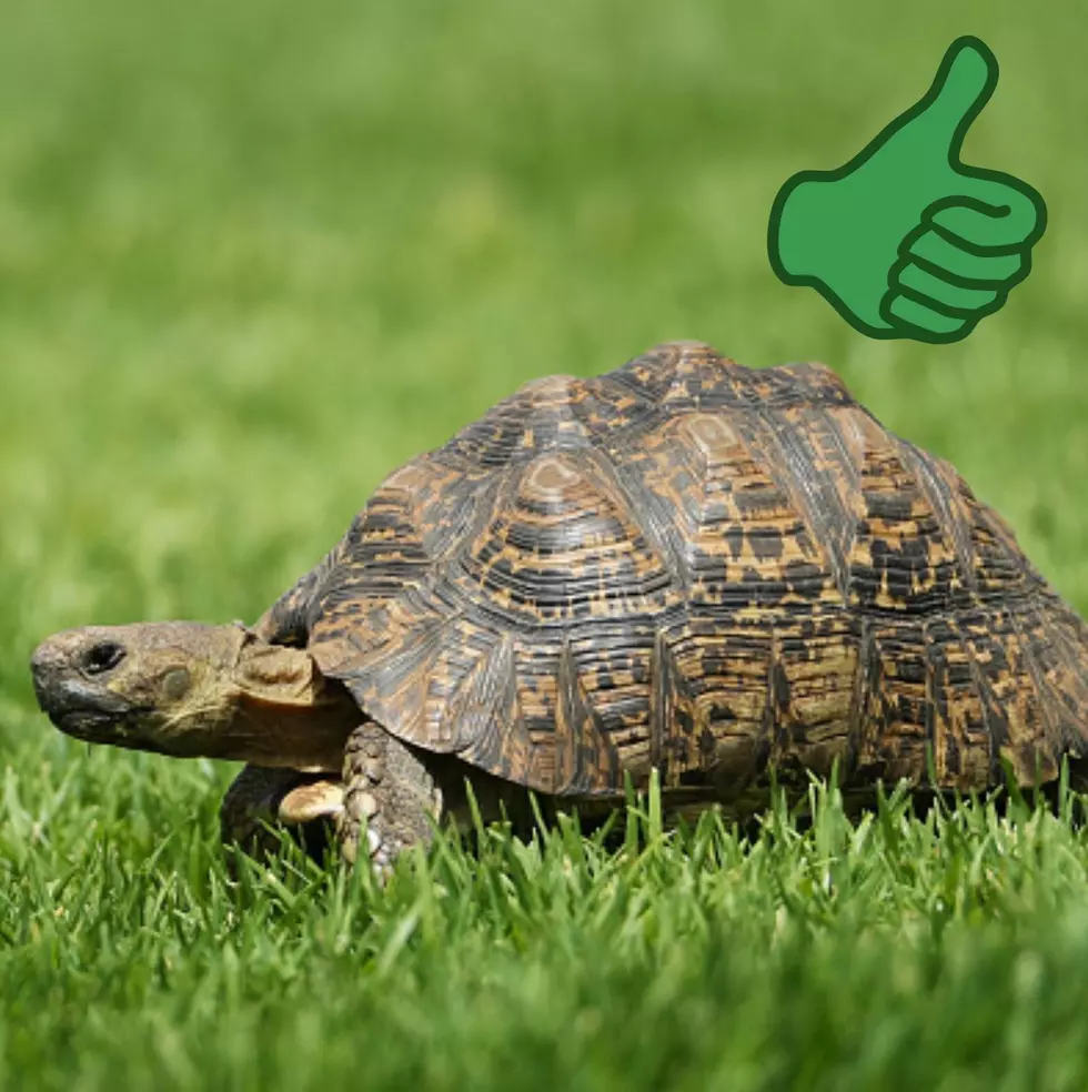Tortoise, Getty Images/Canva