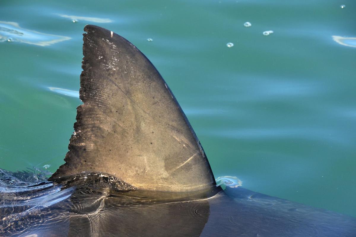 Check Out The Video: Authorities Warn Folks Of Possible Great White Spotted In Waters Off Scarborough, Maine