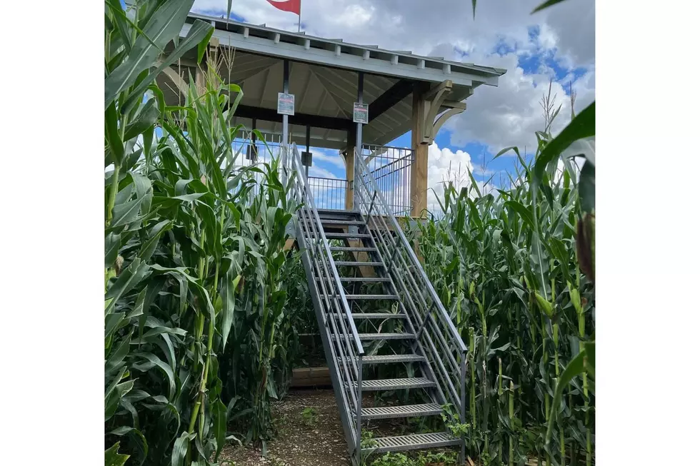 2026 Statue of Liberty Corn Maze, Treworgy Family Orchards via Facebook