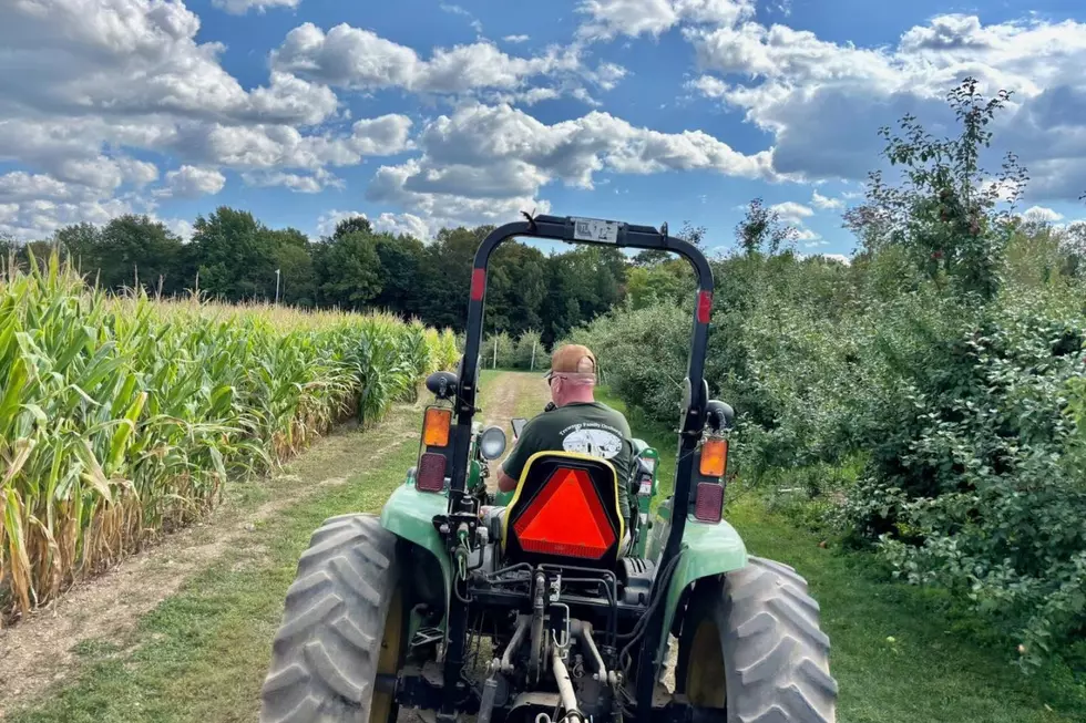 2026 Statue of Liberty Corn Maze, Treworgy Family Orchards via Facebook