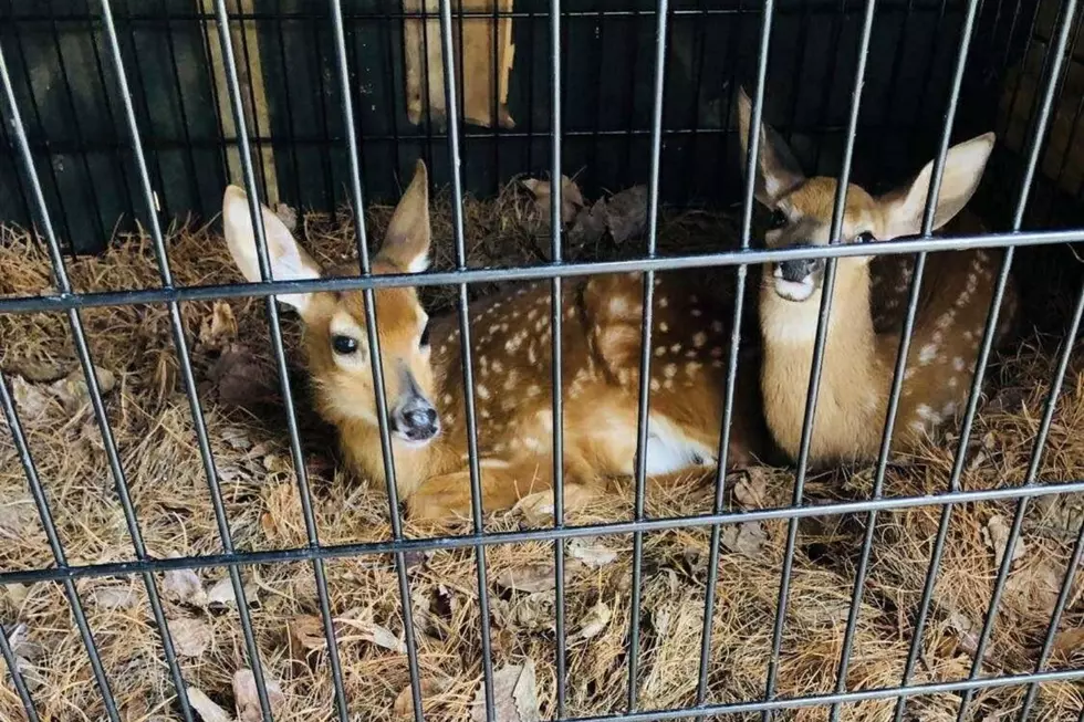 Leaves And Needles Piling Up In Your Yard? Bucksport’s ‘Critterville’ Looking For Both Of Those Things For Their Animal Enclosures!