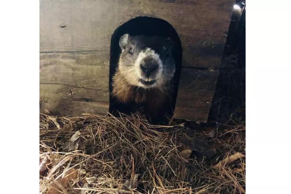 Needles and Leaves, Critterville Wildlife Rehabilitation Center