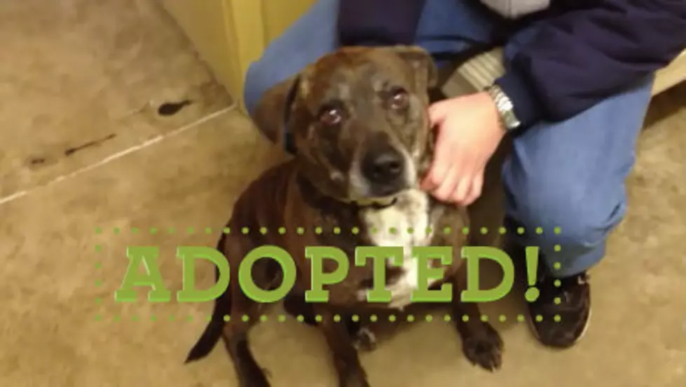 ADOPTED! &#8212; Furry Friend of the Week: Brutus