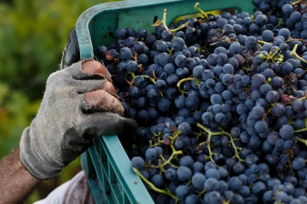 New York Grapes Headed to School Lunch Programs