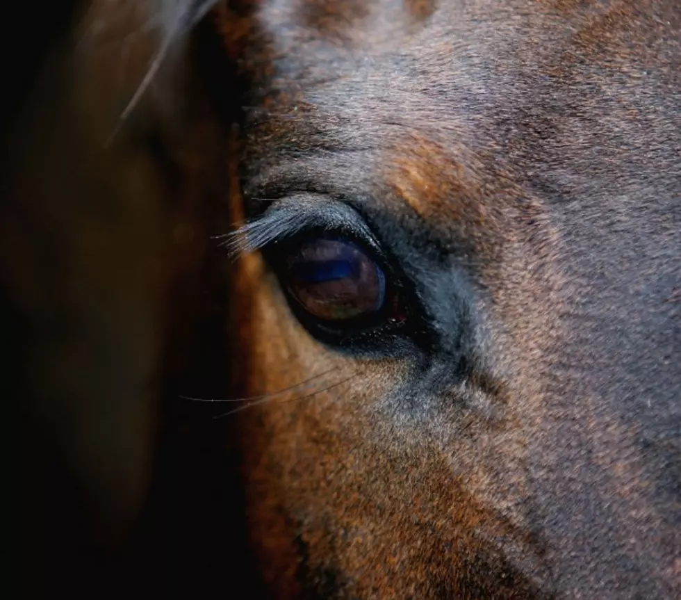 Horses Rescued from Burning Barn at Saratoga Track