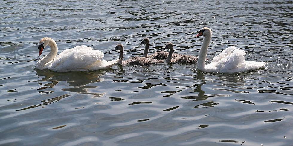 Reprieve for New York’s Mute Swans