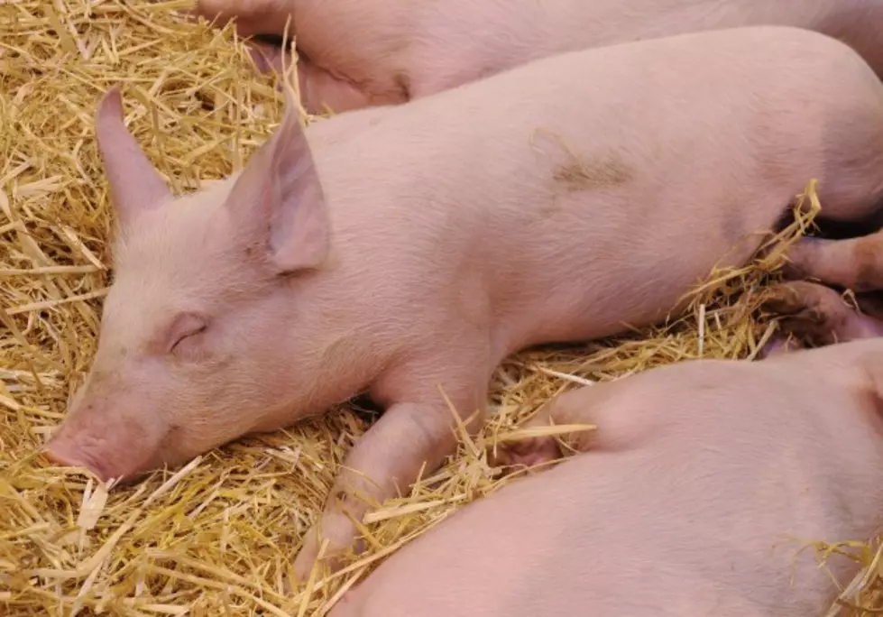Virus Causes Cancellation of Sows and Piglets at NY State Fair