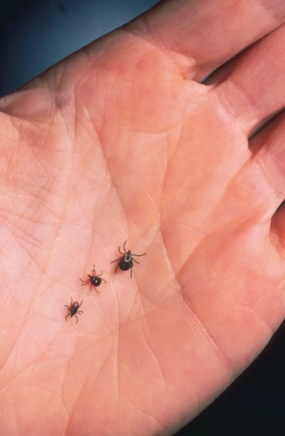 Tick Population Abundant in New York State