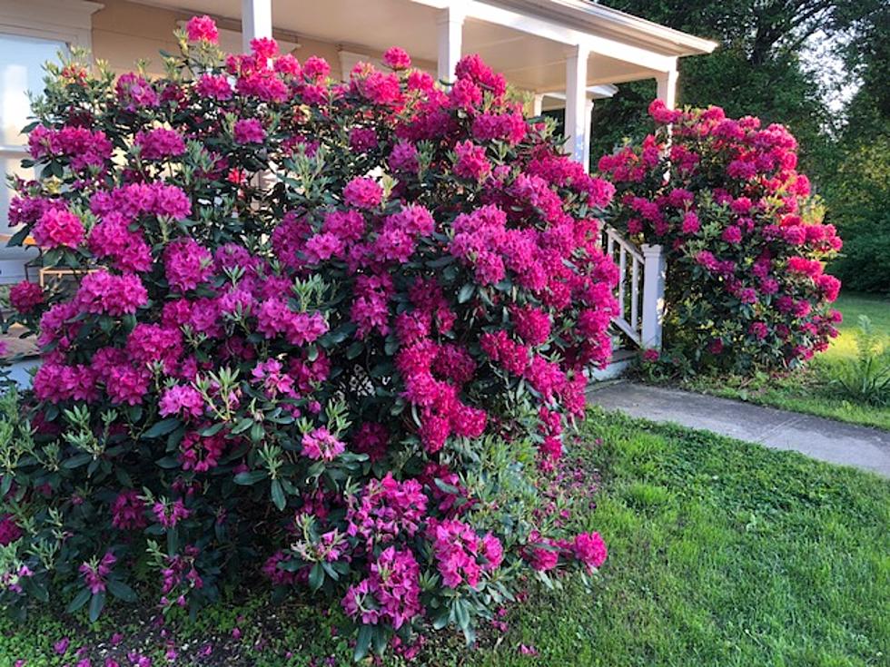 Area Rhododendrons Rock!!