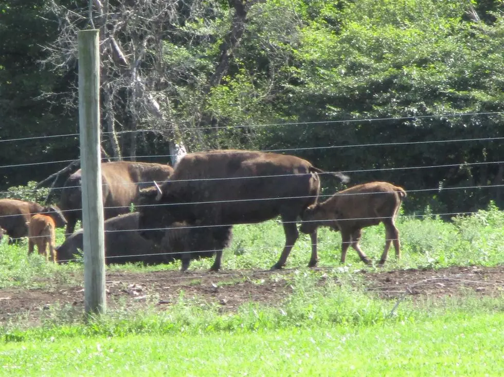 Big Chuck’s “Property Pick of the Week:”  Central New York Bison Farm!