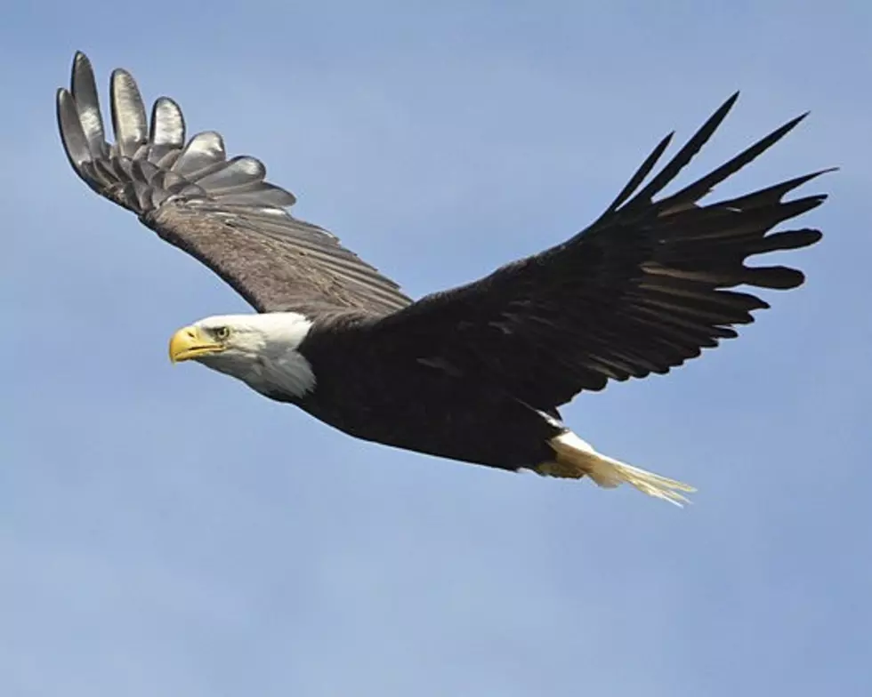 American Bald Eagles to Be Topic Of Hanford Mills Presentation