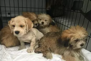 Hoarding Case!  Local Animal Shelter Takes in 53 Dogs at Once!