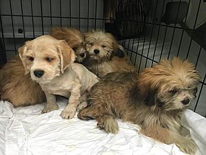 Susquehanna Animal Shelter Takes in 53 Dogs In Hoarding Case