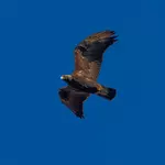 A Record 128 Golden Eagles Spotted in Skies Over Oneonta!