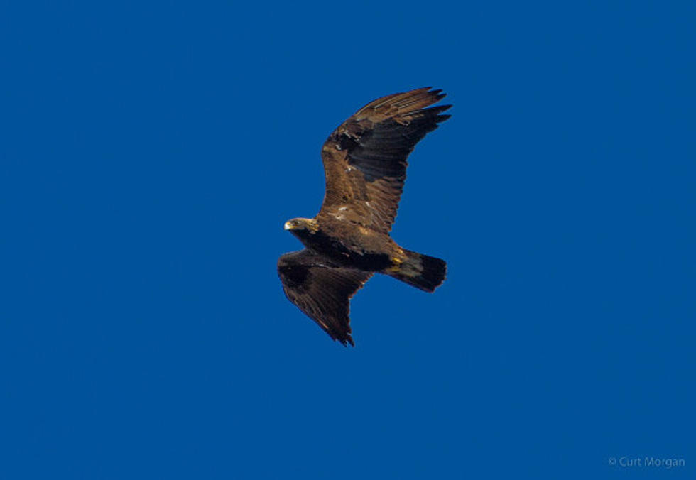 A Record 128 Golden Eagles Spotted in Skies Over Oneonta!