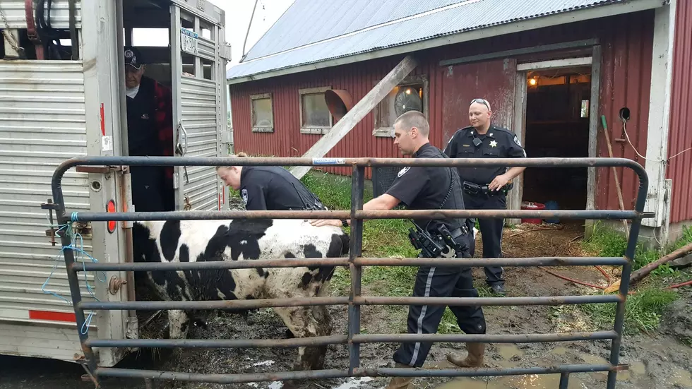 Many Cows Dead; Others Rescued in Otsego Barn