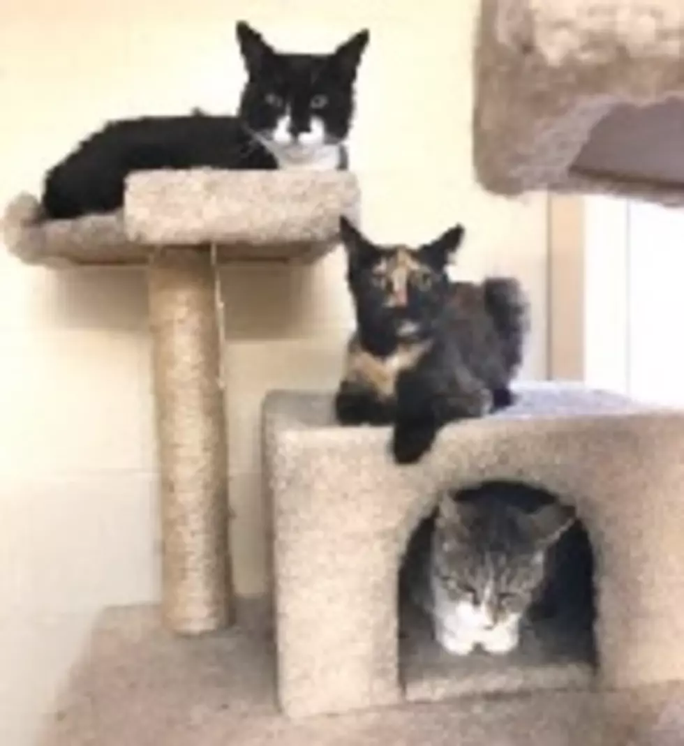 SQSPCA Is Full; Cat Adoption Fees Halved