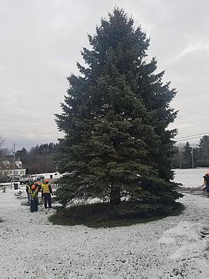 Official NYS Empire Plaza Christmas Tree is From Sharon Springs