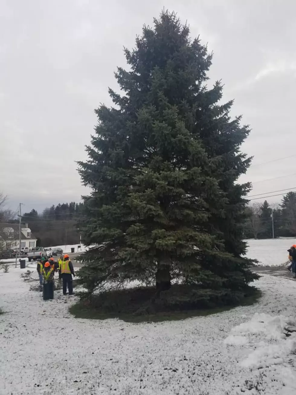 NYS Empire Plaza Christmas Tree is From Sharon Springs