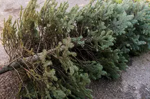 Oneonta Discarded Christmas Tree Pickup to Start Today