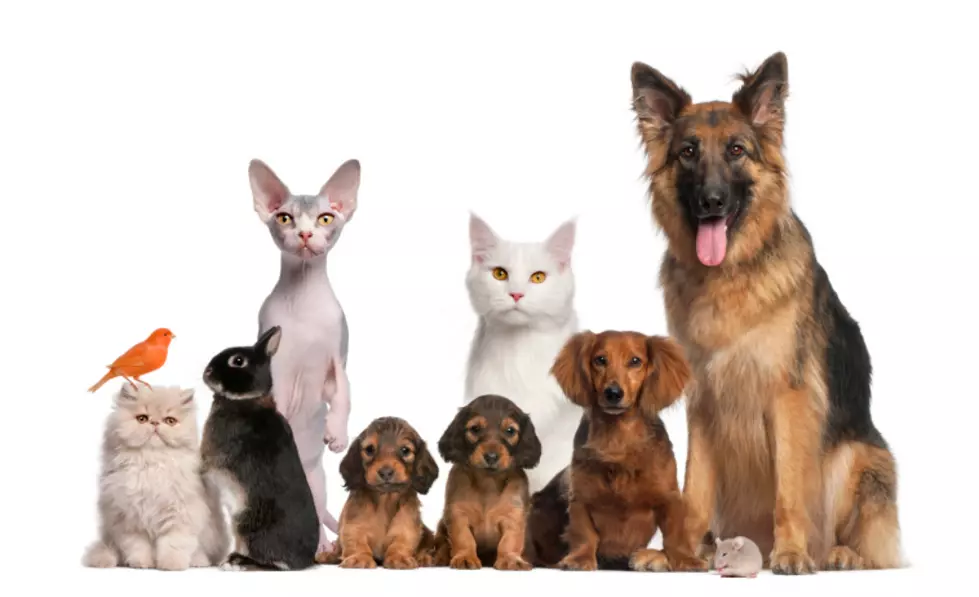 Pamper Your Pet or Adopt: It&#8217;s National Pet Day