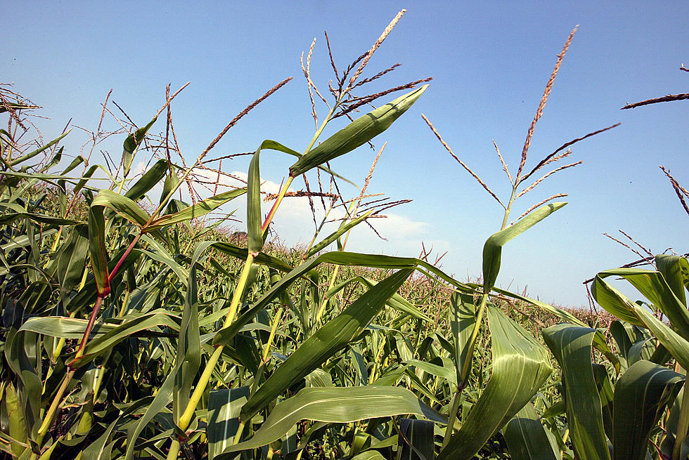 Watershed Council to Host Online Ag Conferences