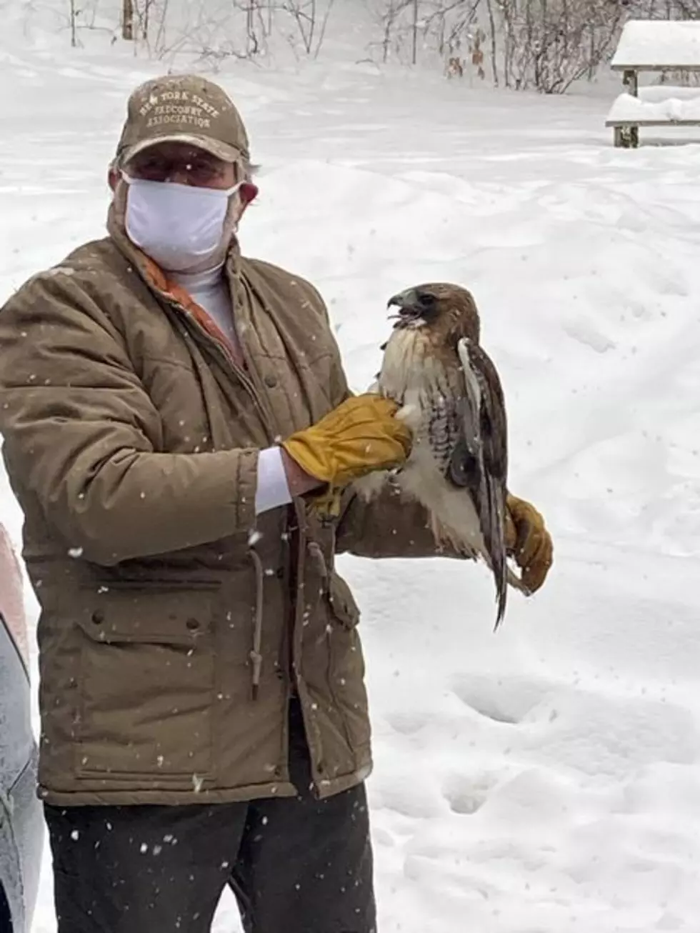 Injured Red Tailed Hawk is Now Healthy And&#8230;..Free!