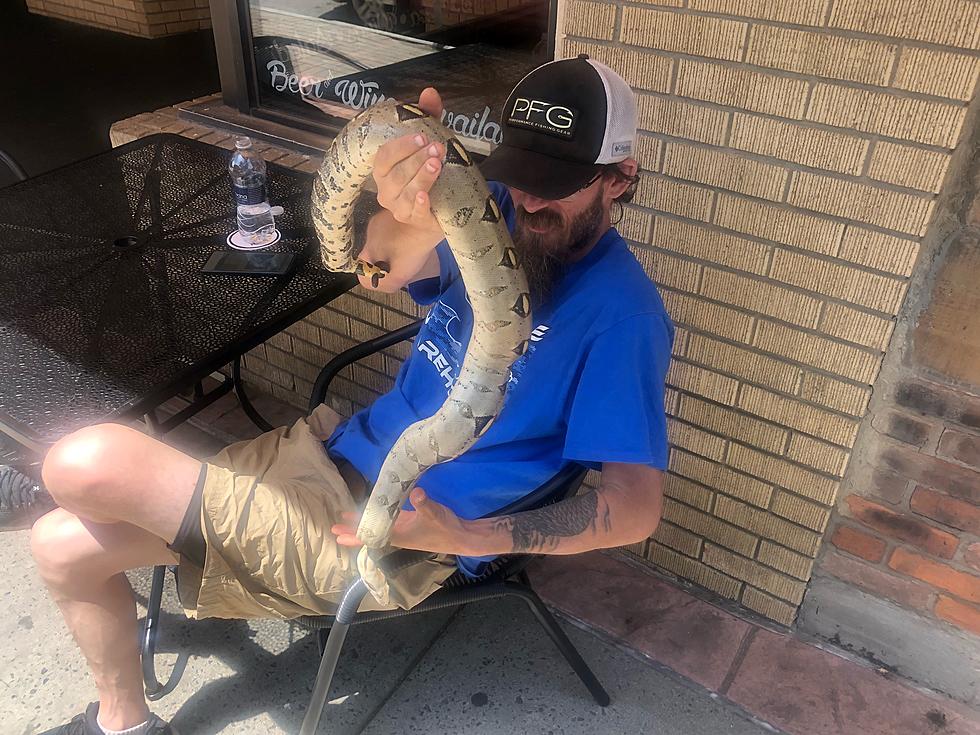 A Snake on Main Street?  Sure, Why Not!
