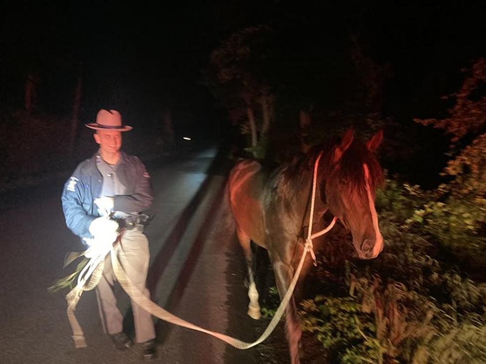 Troopers &#8220;Round Up&#8221; Loose Horse in Laurens
