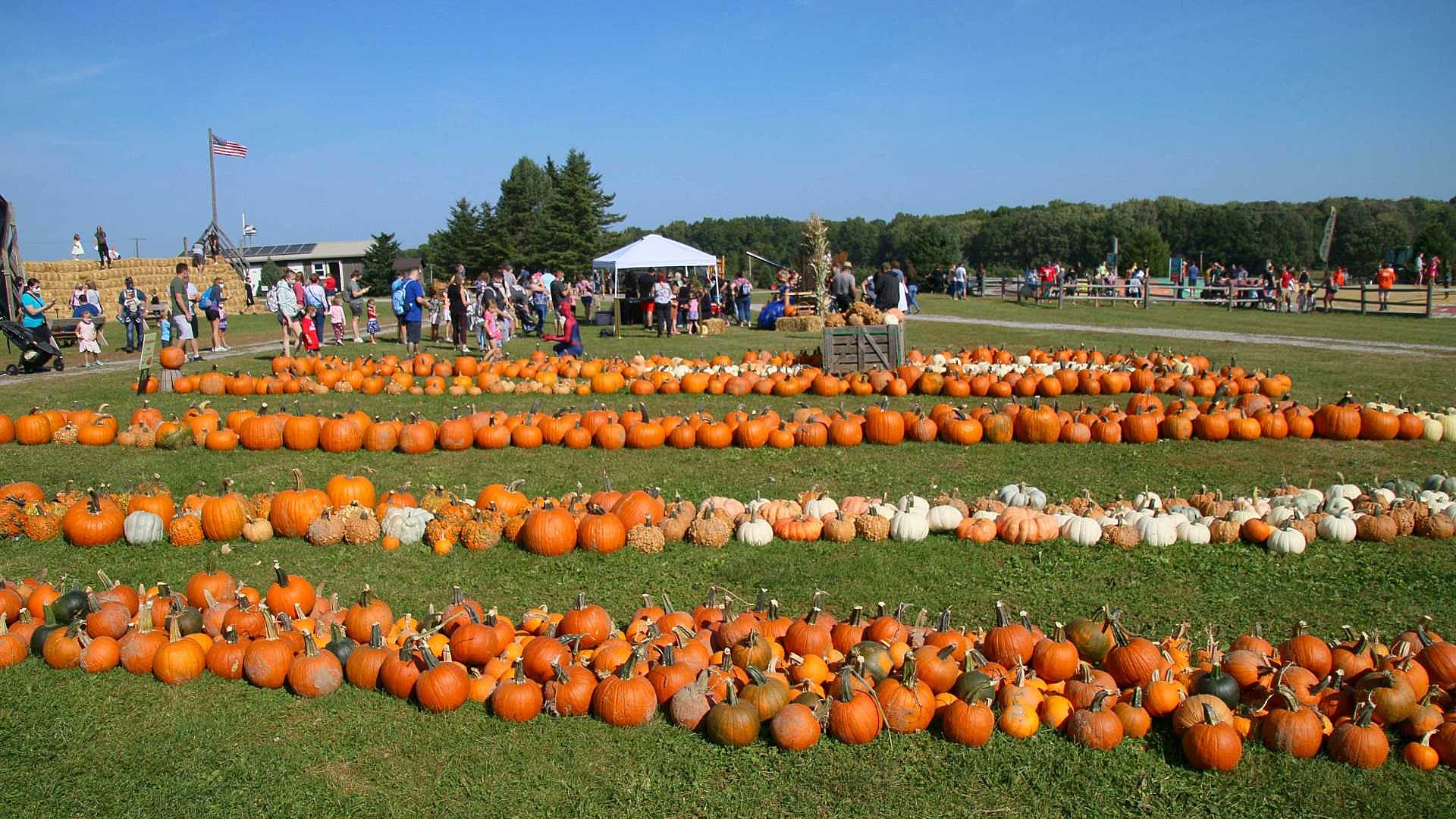 Pumpkinmania!” A Guide To 21 Top Upstate New York Pumpkin Patches