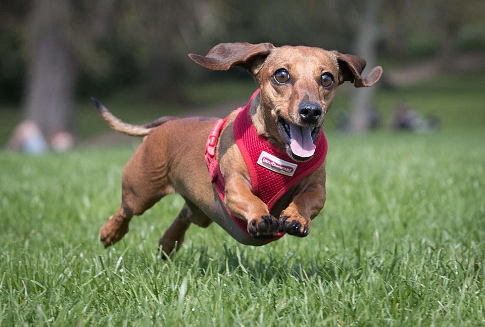 17 New York State Dog Parks To Get Your Puppy’s Tail A’Wagging