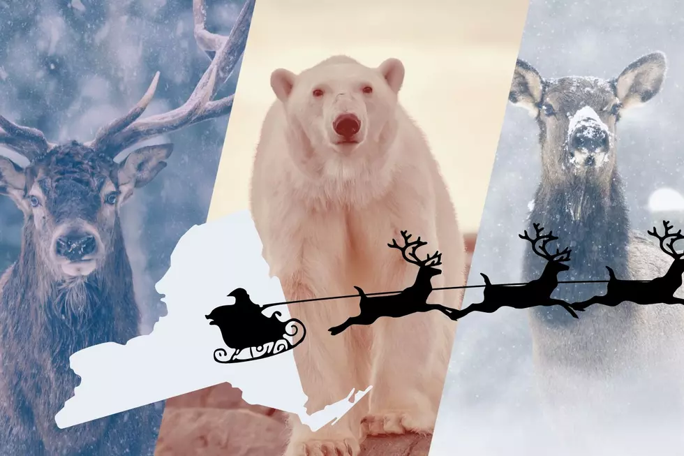 See Live Reindeer and Polar Bears in Upstate New York This Season