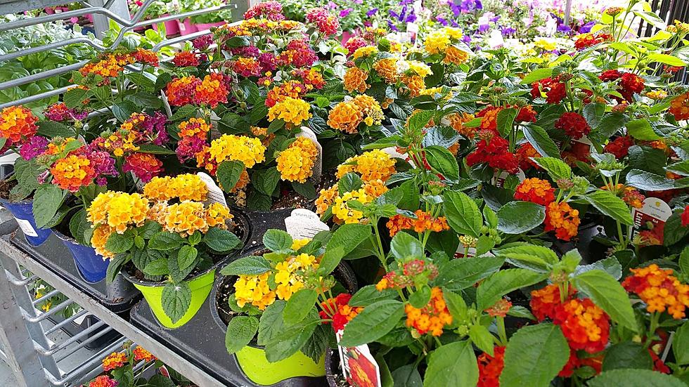 15 Top Nurseries in Upstate New York That Are Ready for Spring!