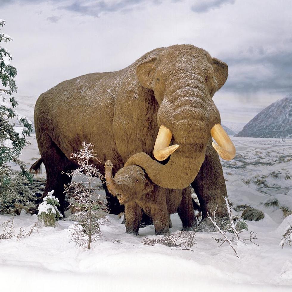 The NYS Museum in Albany Holds Amazing, Odd Historic Items. Take a Look!