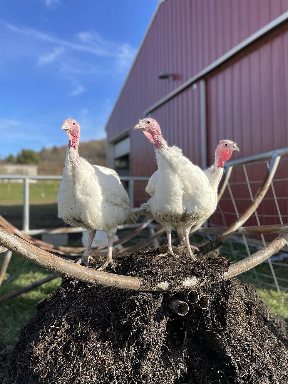 These Upstate New York Turkey Farms Are Ready for Thanksgiving!!
