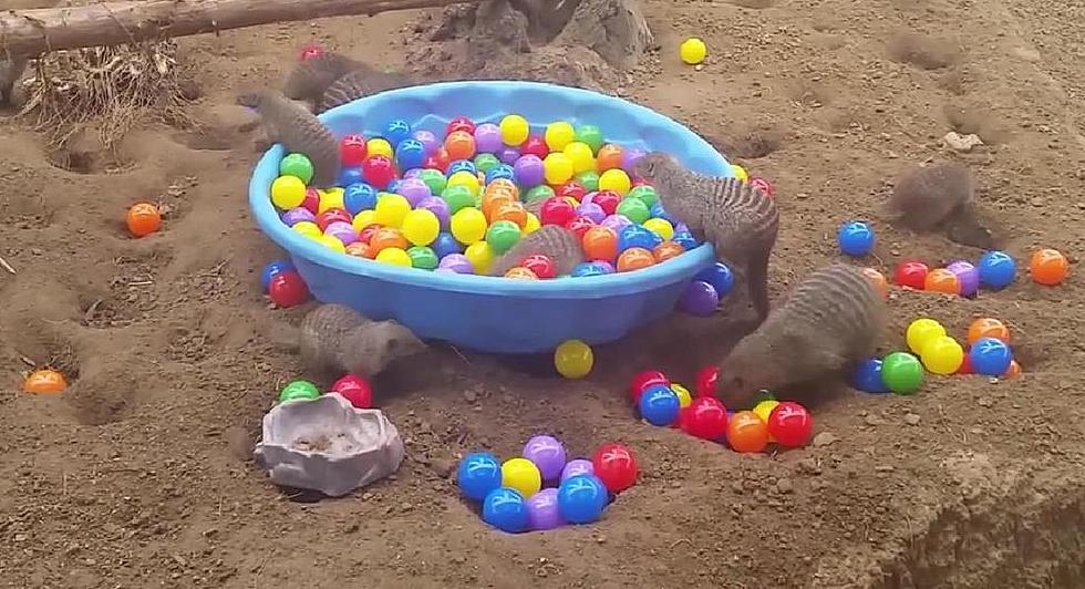 Monday Awesomeness- Ball Pit & Mongooses [VIDEO]