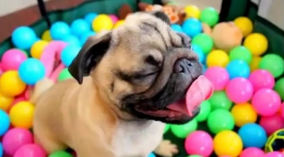 Pug + Ball Pit = Cuteness Overload [VIDEO]