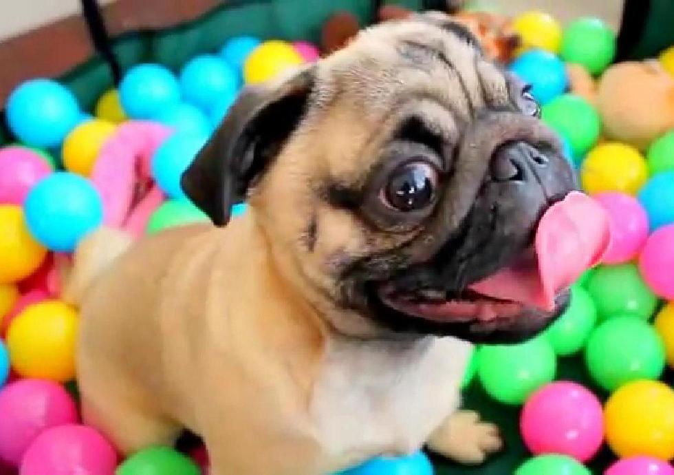 Pug + Ball Pit = Cuteness Overload [VIDEO]