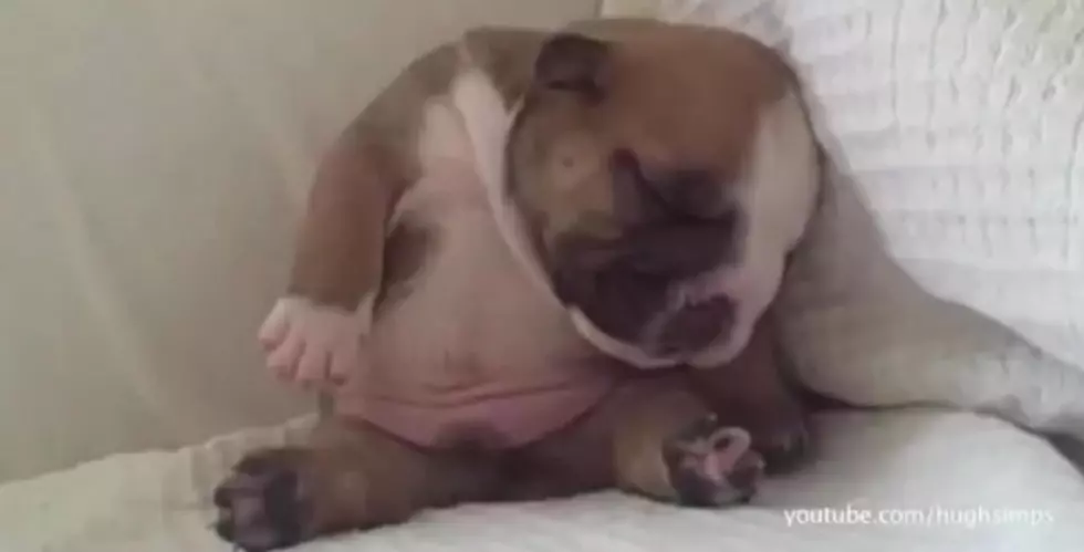 Cats And Dogs In Desperate Need Of Naps [VIDEO]