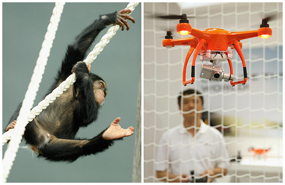 Chimpanzee Vs. Drone [VIDEO]
