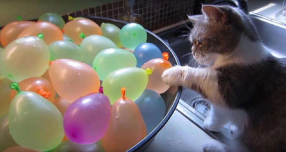 Kitten Vs. Water Balloons [VIDEO]