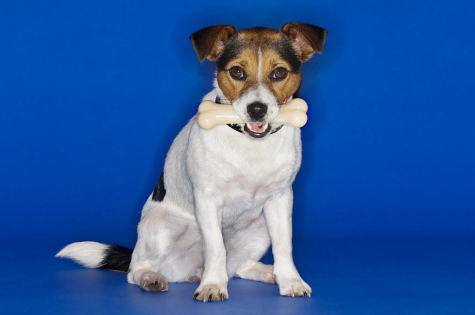 Nylabone Recalls Dog Chews Due To Possible Salmonella Health Risk