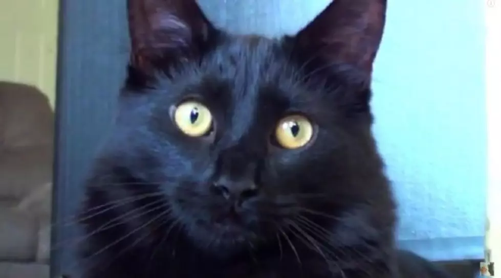 Cat Superpowers [VIDEO]