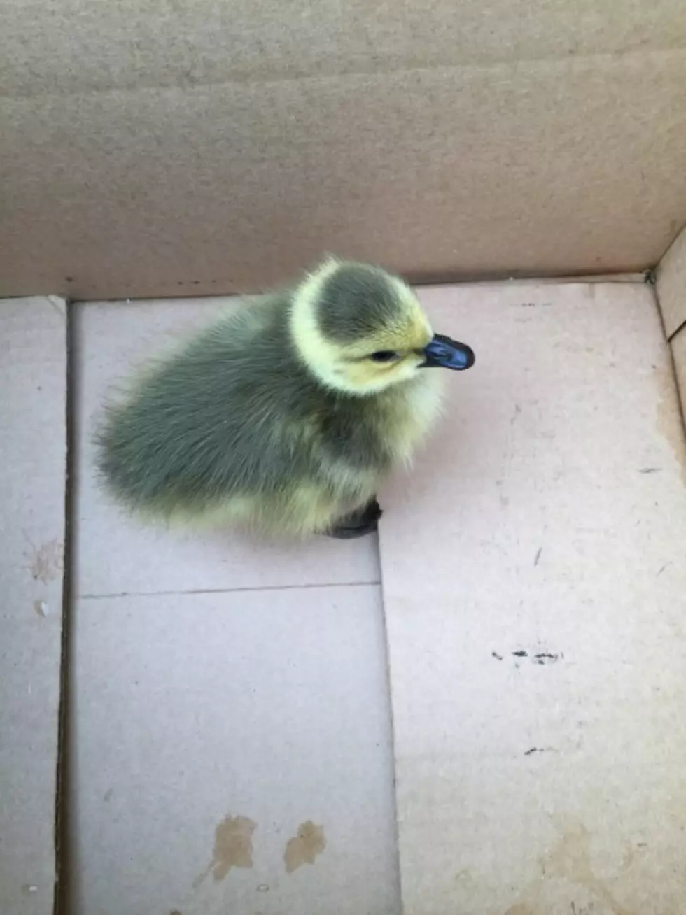 Meet Travis: The Adorable Little Gosling We Found! [PICTURE]