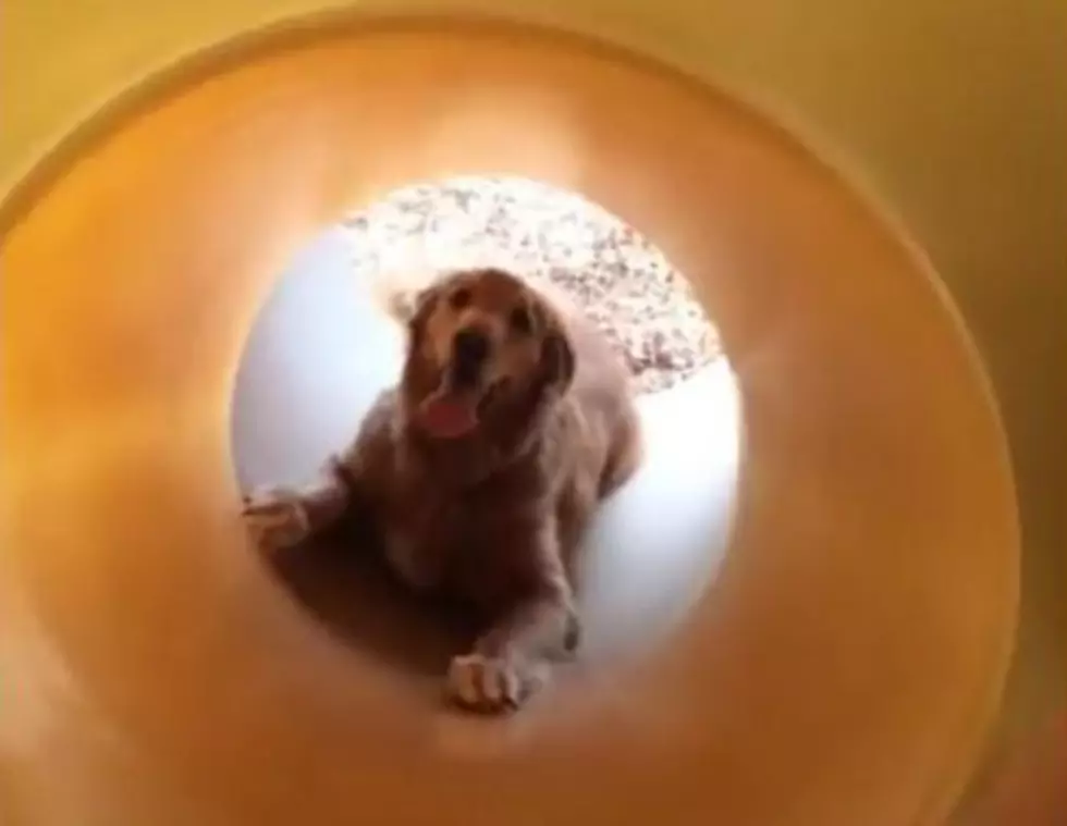 Golden Retriever Teaches Puppy To Use The Slide [VIDEO]