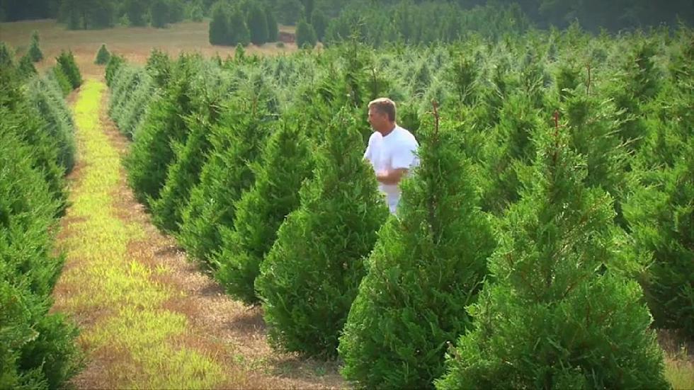 Meet The Tree Trimming Ninja [VIDEO]